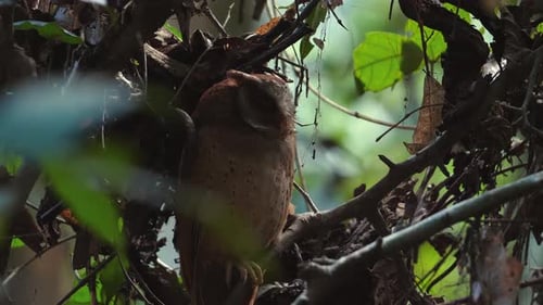 Owl Camouflaged Among Green Leaves in Natural Habitat Wildlife and Nature