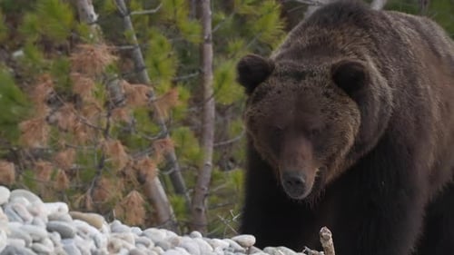 Close Up of Brown Bear Strolls Along the Rocky Shore and Looks at the Camera