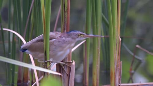 A Yellow Bittern perched on freshwater plants waiting for prey - Close up