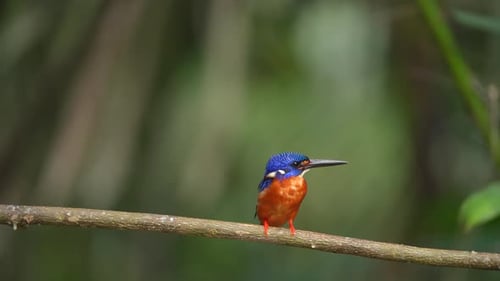 Blue-eared Kingfisher - Alcedo meninting, small beautiful colored kingfisher from Asia river banks,