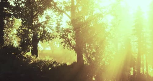 Majestic Sunlight Filters Through Trees in a Serene Forest Setting