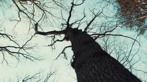 Frame From Below on Sky Tree Branches in Forest Wood Park Light Nature Sunshine Walk Outdoor Scenery
