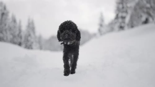 Black Dog Trotting Through Snowy Winter Landscape
