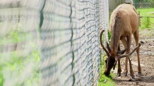Un beau cerf solitaire se repose dans une ferme