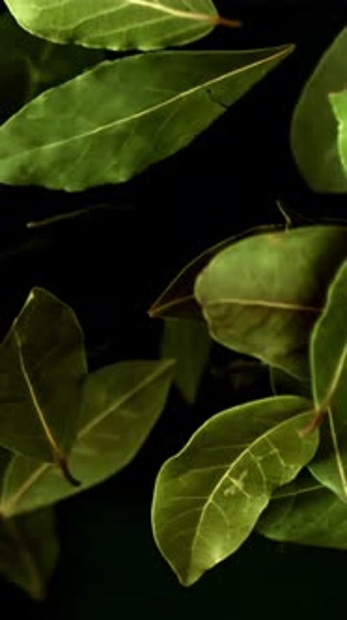 Bay Leaf Flies Up and Falls Filmed is Slow Motion 1000 Fps