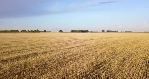 Ripe Grain Crops In The Field During Golden Hour. - aerial shot