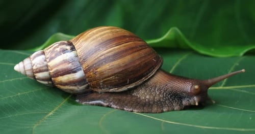 A Large Tropical Snail Sits on a Green Leaf