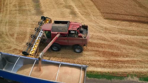 Agricultural huge combine harvesting cereals. Big harvester machine gathering plants in yellow field