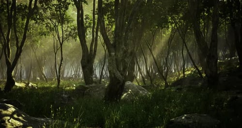 Sunlight Filters Through Trees in a Serene Forest Setting in Early Morning