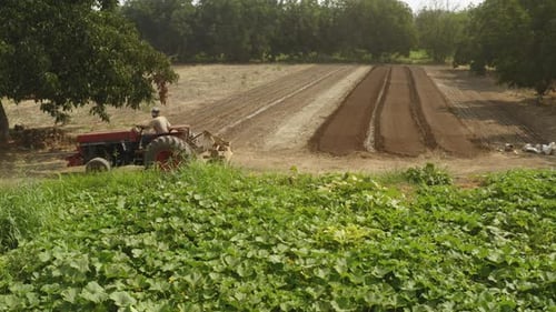 Farmer on Tractor Tills Farm Field