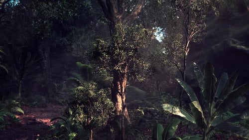 Sunlight Filtering Through Lush Forest Trees Background Loop