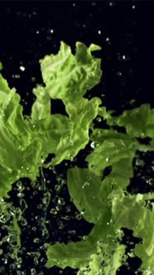 Pieces of Lettuce Leaves with Water Fly Up and Fall Down Filmed is Slow Motion 1000 Fps
