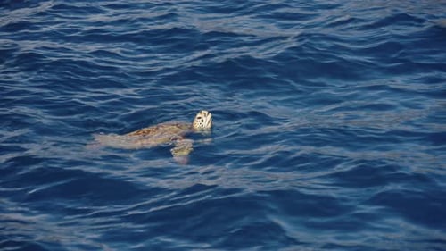 Sea Turtle Gliding Through Ocean Waves