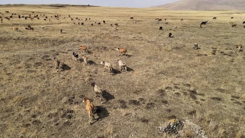 vue aérienne des vaches