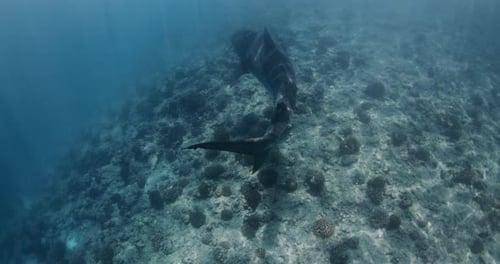 Tiger Shark Swimming Underwater Near Sea Bottom in Ocean Shark Diving with Tiger Sharks in Maldives