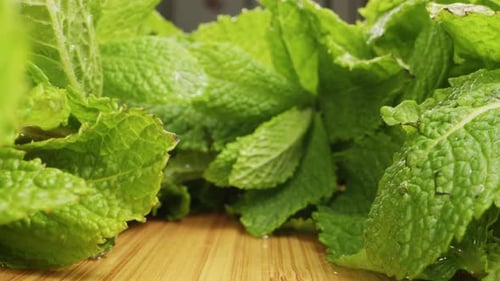 Green Mint Sondenlinse, Makro-Nahaufnahme, Nahaufnahme von grünen Blättern frischer, duftender Minze mit Wassertropfen