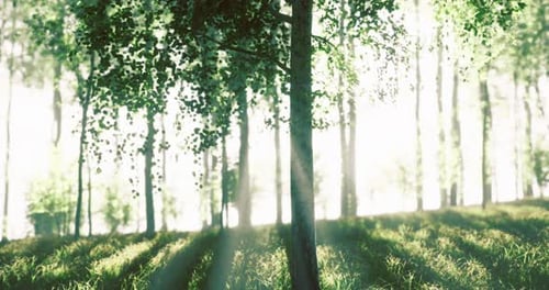 Light Filtering Through Trees in a Serene Forest During Daytime