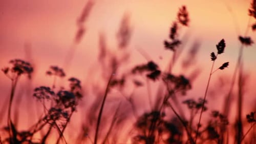 Sonnenuntergang auf einer Wiese Zusammenfassung