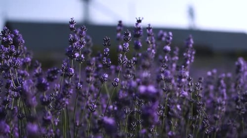 Lavendelfeld aus nächster Nähe blühende Blumen