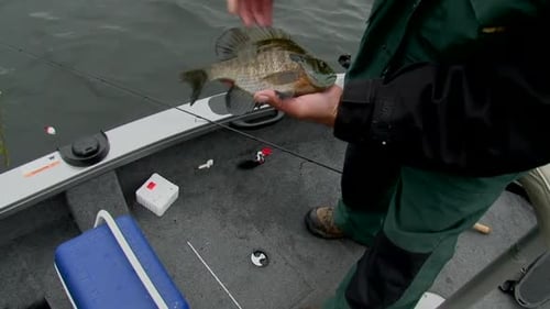 Man Holds Bluegill Fish on Boat