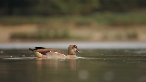 Egyptian Goose Amazing Bird Peacefully Swimming Through Calm Still Lake, Beautiful Bird in the Wild
