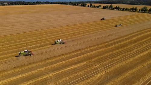Aerial View of Combines Harvesting Golden Wheat Field
