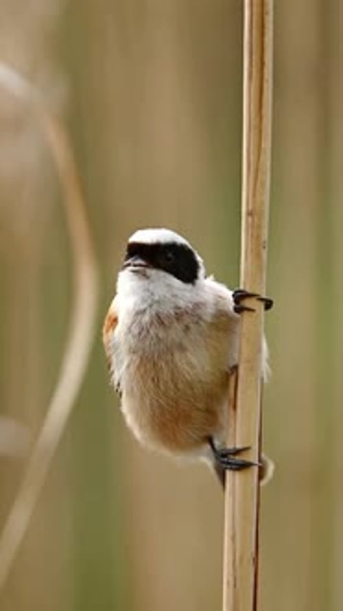 Petit oiseau Remiz est assis sur un roseau