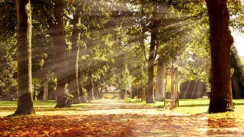 Farbenfrohe, lebendige Waldbäume im Herbst, Herbstsaison, draußen bei Sonnenuntergang