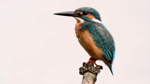 This Common Kingfisher was so friendly that it allowed me to come very close as I took this footage;
