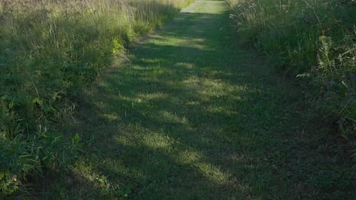 Footage shows a beautiful grassy road through a farm field during the day time while the sun is shin