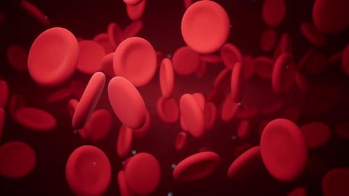 Medical Animation of Flowing Red Blood Cells