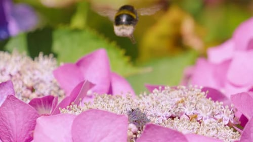 Un bourdon très occupé survole les étamines des fleurs d'hortensia violet et les pollinise pour aider à la photosynthèse des plantes