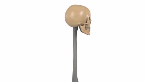 Bone Staff 3D-Schädelobjekt mit rotierender Schleife