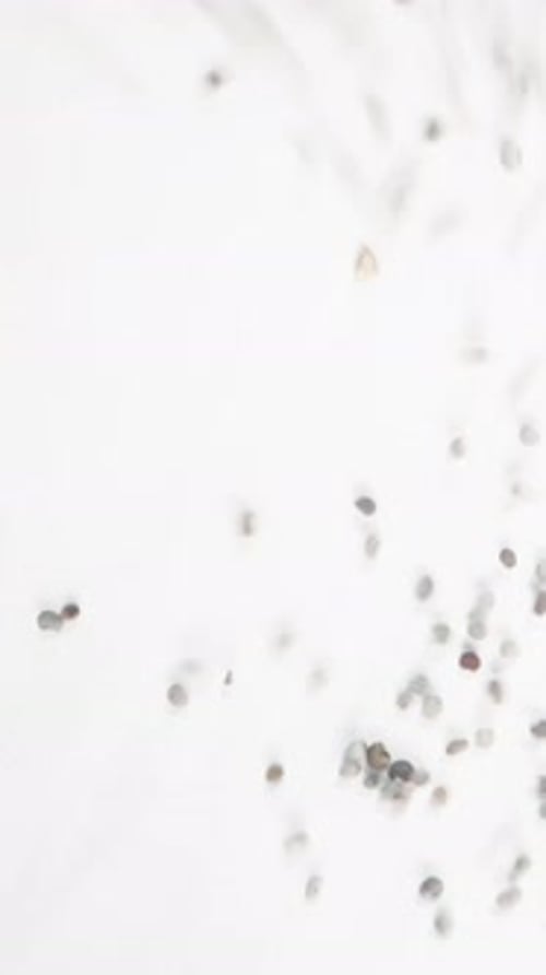 Vertical video. Poppy seeds fall downward, slow-motion top-down view. Close-up.
