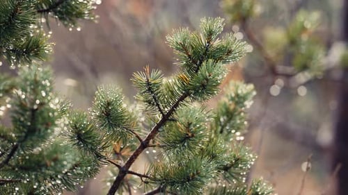A close-up shot of the pine tree branch. Raindrops hang on the pine needles. Slow-motion, pan left,
