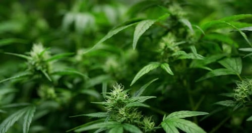 Slow motion close up of biological and ecological hemp plants in a greenhouse. Shot in 8K. Concept