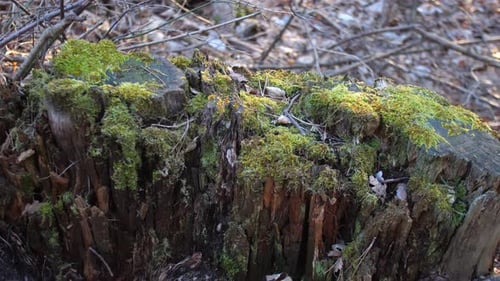 Old tree root covered with moss in the forest