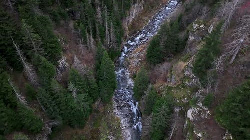 River And Forest