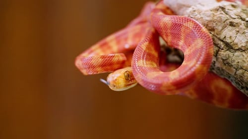 Plan rapproché au ralenti d'un serpent rouge-orange coloré enroulé sur une branche d'arbre
