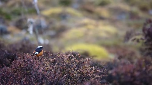 Male white-capped water redstart takes off, 2023