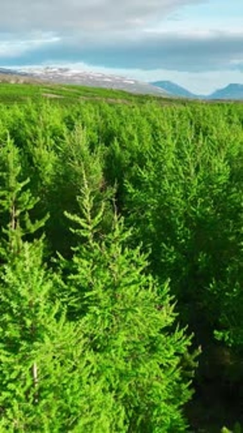 Vertical Screen Coniferous Summer Forest Nature in Iceland Scenic Landscape Aerial View Drone Fly