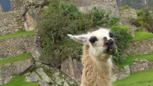 Dutch angle closeup view of llama chewing in front of rock walls