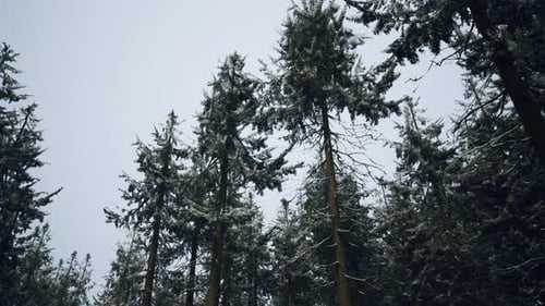 Pine Trees Covered with Hoarfrost in the Dark Forest