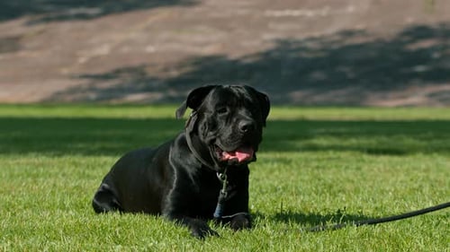 a black dog of a large breed cane corso on a walk in the park plays and rests on the grass portrait