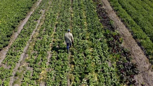 Man Walks Through Green Farm Field, Aerial View