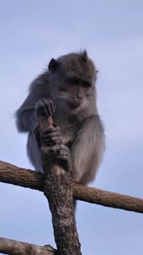 Vertical de singes sauvages au sommet d'un volcan sur une île tropicale