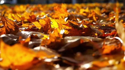 Close Up View of Empty Autumn Forest at Sunset Yellow Maple Leaves Lying on Lawn at Woodland Gentle