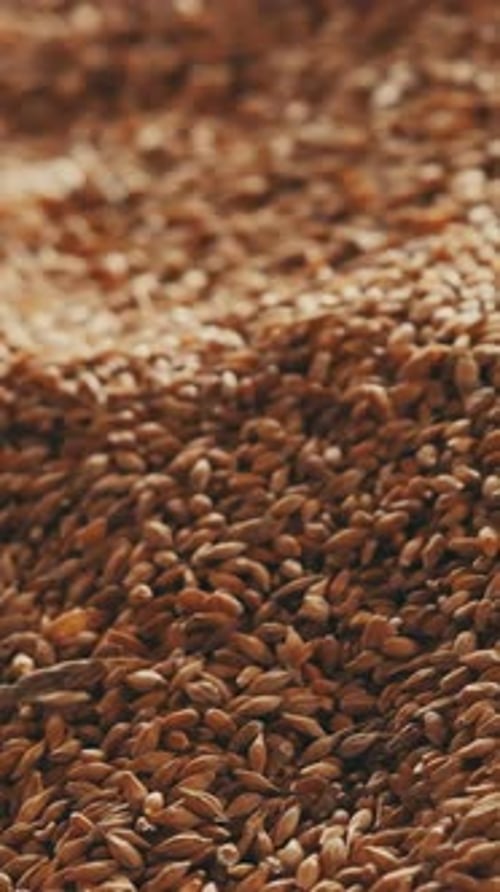 Wheat grain background camera movement Vertical video