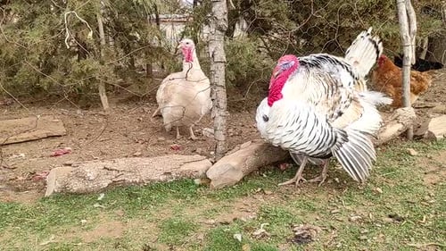 Turkeys give voice, turkeys make sounds, bird songs. Live beautiful turkey. Display strutting tail