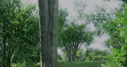 Lush Greenery Surrounding a Sturdy Tree in a Serene Forest Setting